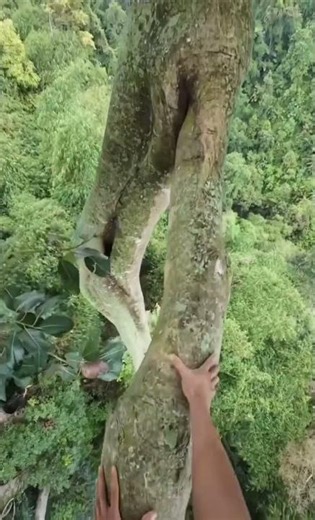 Trying Not to Fall While Walking on Giant Jungle Logs