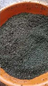 This is how concentrated fodder is fed to sheep.