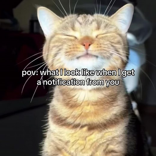 Relatable Cat Reactions to Notifications