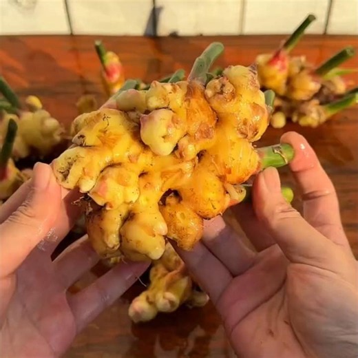 🫚So much harvest from one piece of ginger #growth #plants #gardening