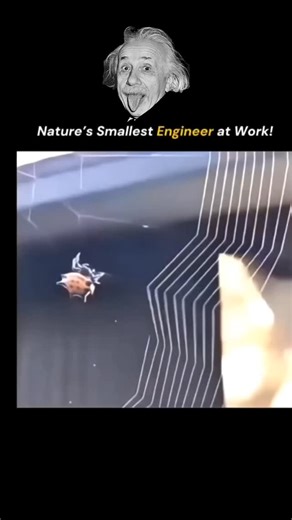 explain_knowledge on Instagram: "Nature’s smallest engineer is always on duty. An ant bridges gaps with living chains, calculating weight and tension without equations. A spider weaves silk stronger than steel by mass, tuning vibrations like a master builder. Bees sculpt hexagons that waste nothing, cooling and strengthening their homes. Termites raise climate-controlled towers using mud, saliva, and teamwork. Even microbes assemble molecular machines that copy life itself. No blueprints, no sup