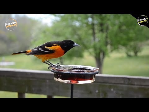 7 Burung Unik Dan Menakjubkan Di Dunia