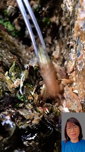 1.2K views · 6 comments | Let ‘s try to eat gooseneck barnacles that taste like crabs and lobsters #barnacles #seafoodlovers #seafood #fblifestyle | Wylynda Ilagan | Facebook