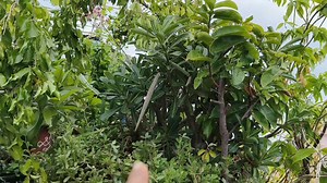 How to Transplant adenium saplings #adeniumlover #royalgardenkumari #adeniumflower #adeniumarabicum #adenium #adeniumseeds #desert #desertrose #gardening #gardeninspiration #gardeningtips | Kumari Sarath Putta