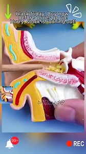 ✨ Ear Wax Removal Tool Set - 6 Pieces + Storage Tube! ✨ Tired of gunky ear wax? This tool set is your new BFF! 識 Safe, easy to use, and comes with a handy storage tube to keep things tidy. Perfect for at-home ear care – no more expensive clinic trips!  Compact, travel-friendly, and super effective. Grab yours now before they’re gone! ️ #EarCare #BeautyTools #SelfCareEssentials #MustHaveGadgets | Whiffshare | Facebook