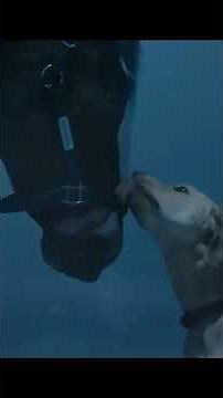 Super Bowl Commercials 2024: Budweiser, The Clydesdales are back by Foote, Cone & Belding