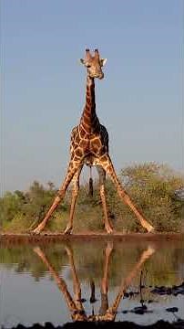 Découvrez le monde fascinant des girafes !