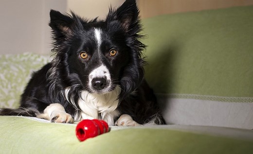 Kong Size Chart: How to Choose the Best Kong!