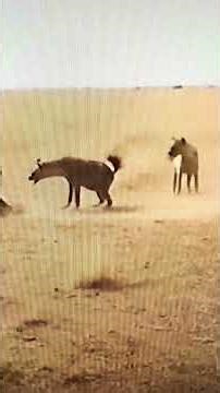 Two families have territory disputes fighting