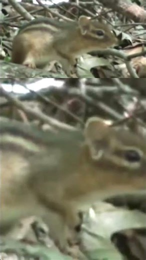 Chipmunk & House Sparrows Sound similar at times