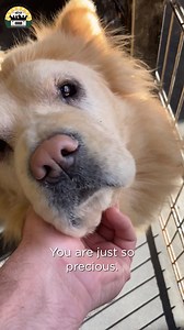 Teasing a new series called Now & Then! We will chronicle members of the pack 'then' and 'now' to show the world what a rescue dog can do! 🐾❤️ | The Asher House