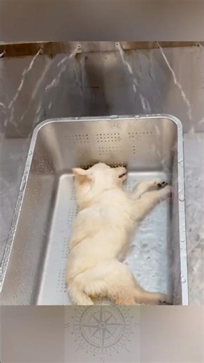Effective Ways to Bury Pets😭