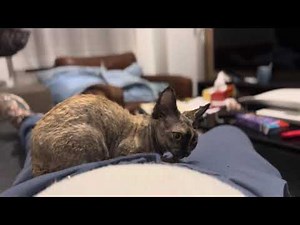 Funny Devon Rex Kitten Playing With Pants Strings | Cute Cat Video 2025