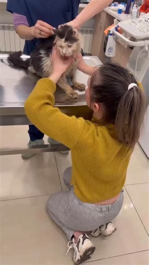 Breille Pets | Let's make it happen... #cats | Instagram