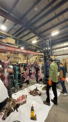 Successful deer hunt in Alaska! After the hunt work. #alaska #deerhunt