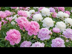 🌸 Flowers Blooming Time-Lapse | Relaxing Nature Music to Quiet the Mind & Deep Relaxation