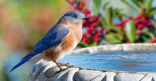 Eastern Bluebird