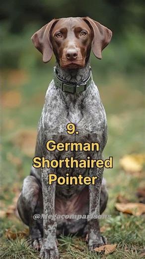 Top 10 Most Popular Dog Breeds in the World 2026 #top10 #dogbreeds #dog #pets #animallovers