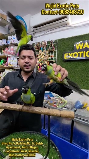 Meet The Rare Stunning Nanday Conure #trending #petshop #pets #exoticpets #explorepage #viralvideo