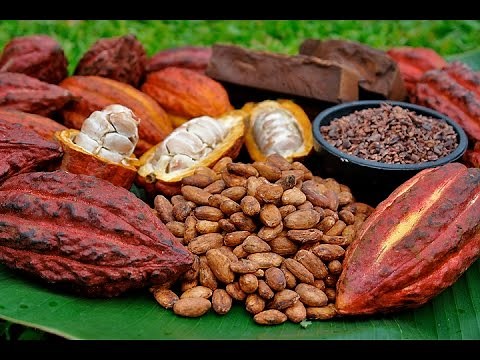 How to Grow Organic Cacao - By Juan Gonzalo Angel - TvAgro