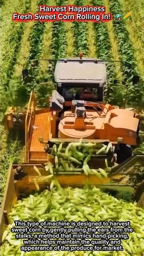 Harvest Happiness | Fresh Sweet Corn Rolling In! 🚜🌽