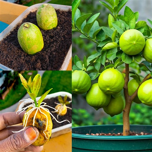 How to plant lemon tree from lemon fruit || Using of tomato hormone | Rana Craft
