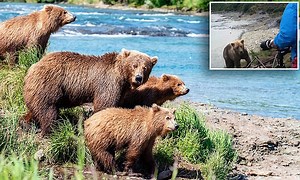 Brown bear comes within feet of a group of photographers in Alaska