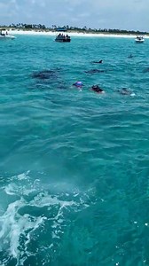 YEAH BUDDY! Beautifull blue waters, dolphins and manatees all today at shell island Panama City July 7th 2025 #viralreelsfacebook #fypageシ #fypシ #Adventure #snorkeling #dolphins #PCB #Amazing | Shell Island Dolphin Tours LLC