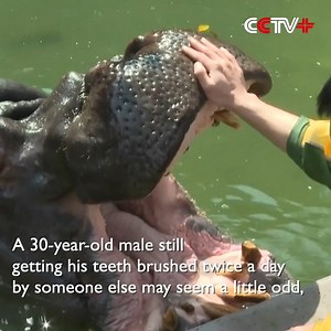 1K views · 302 reactions | Mouth Wide Open, Two-ton Hippo Enjoys Teeth-cleaning Service in Chinese Zoo A 30-year-old male still getting his teeth brushed twice a day by someone else may seem a little odd, but if you are a two-ton hippo, then no-one can dare to argue. https://www.cctvplus.com/news/20220405/8267056.shtml#!language=1 | CCTV+ | Facebook