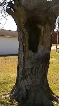 found MONSTER inside TREE with my metal detector