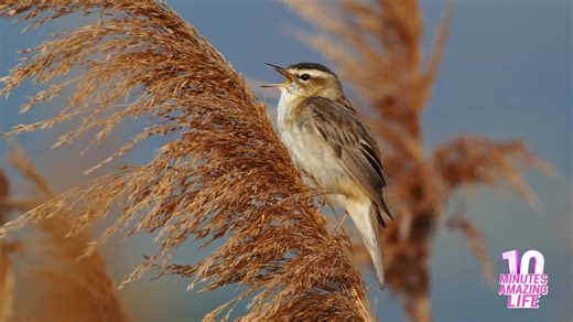 Sedge warbler sings loudly from reed stems