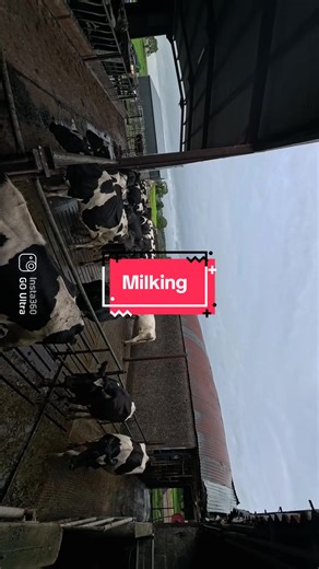 Milking Cows: Insights into Irish Dairy Farming