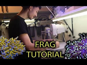 HOW TO FRAG TORCH CORAL !