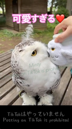 #390 可愛すぎる！シロフクロウと遊ぶ#snowyowl #シロフクロウ #owl #フクロウ