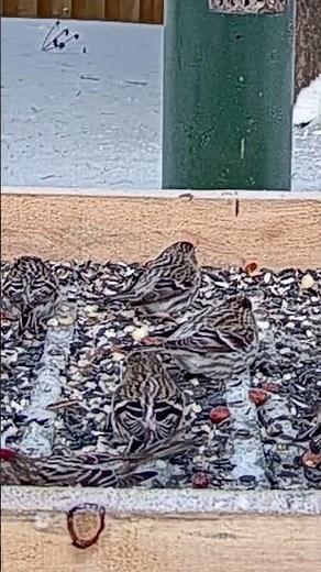 Redpolls Flash Red Caps As They Arrive To Ontario Feeders