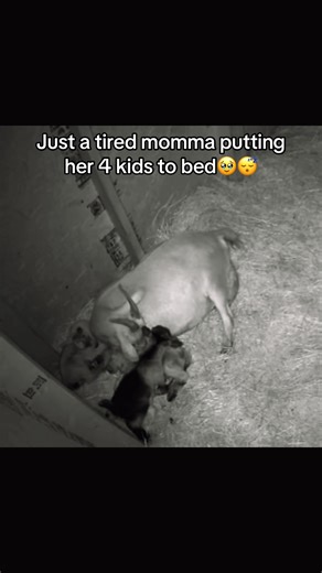 Buttercup is handling her four newborn kids with grace so far🥹💕✨ | Katie Van Slyke