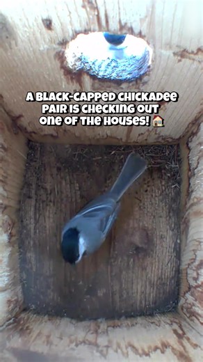 Black-capped Chickadees readily nest in birdhouses, especially when the box mimics the small tree cavities they naturally use. In the wild, chickadees usually nest in small holes in decaying trees or stumps, and they will even excavate their own cavity in soft wood. Because of this, they are very willing to use properly sized nest boxes placed in suitable habitat. A chickadee pair typically fills the cavity with moss and soft materials like animal fur, feathers, or plant fibers before laying 5–8