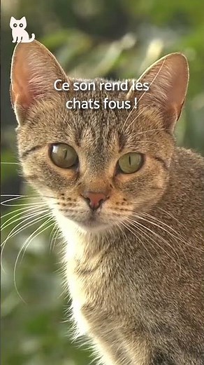 Ce son rend les chats fous ! 🔊🐈‍⬛ #BruitDeChat #COURTS-MÉTRAGES