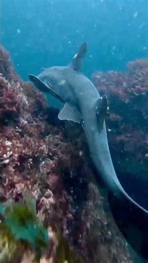 These eggs don't look real! 🦈🥚