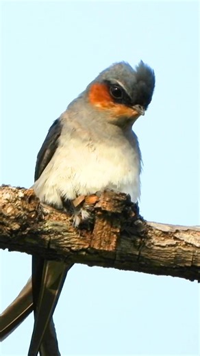 895 reactions · 5 comments | Crested Treeswift bird : The Crested...