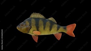 Perch Fish Swimming animation.Full HD 1920×1080.06 Second Long.Transparent Alpha video.LOOP.