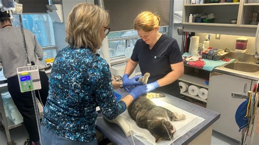 Hamilton/Burlington SPCA aims to sterilize, vaccinate 100 community cats this weekend | Haystack News
