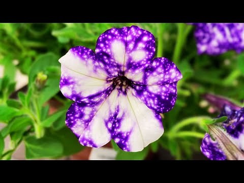 How to Care for Petunias in Pots? | Petunia Care: expert tips on watering, pruning | Plant Care Tips