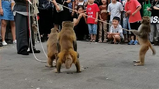 猴子表演，猴子搞笑视频