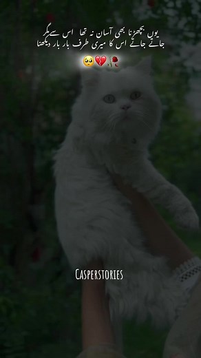The Way Cappy Was Looking At Me Till his Last breath🥀💔 . . . . . . . . . . . #casper #casperstoriesforyoupage🐱🐱🐱🐱🐱 #casperstories #dontunderreviewmyvideotiktok #dontunderreviewmyvideo #trending #viral #cattrending #viralmyvideo #petsoftiktok #catsoftiktok #pleaseunfreezemyaccount #fypシ゚viral #pets #viraltiktok #explore #viraltrend #fyp #trend #petlovers #love #100k #1millionviews #dontletthisflop #dontunderreviewmyvideo #dontunderreviewmyvideotiktok #unfreezemyaccount #10k #20k #40k #view