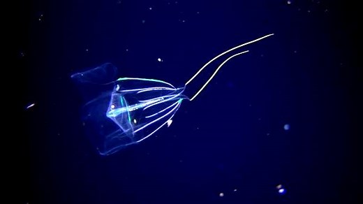 "Kona's Black Water Dive on the Big Island of Hawaii is truly out of this world. You hover over 5,000 feet of water miles off the Kona coast in the middle of the night to experience what can only be described as an alien encounter." 🎥 : YouTube.com/DrenchedDivers | PADI