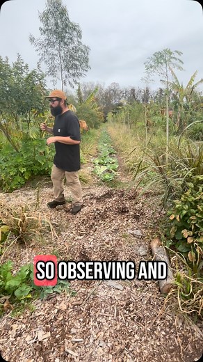 5 comments | Agroforestry explained at EverOak farm #everoakfarm #agroforestry #syntropicagroforestry #sustainability #marketgarden #farmtour #andrethefarmer | Andre The Farmer | Facebook