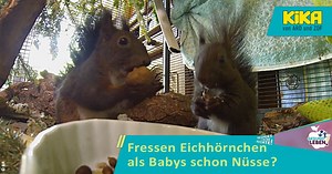 Nüsse sind für uns Menschen gesund. Auch Eichhörnchen lieben Nüsse. Aber fressen die flinken Nager auch schon als Baby Nüsse? Checker Tobi hat das mal gecheckt! #gesundleben #eichhörnchen #tiere #nuts #nuesse #ernährung | KiKA