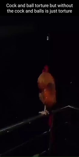 Cock and ball torture but without the cock and balls is just torture - iFunny