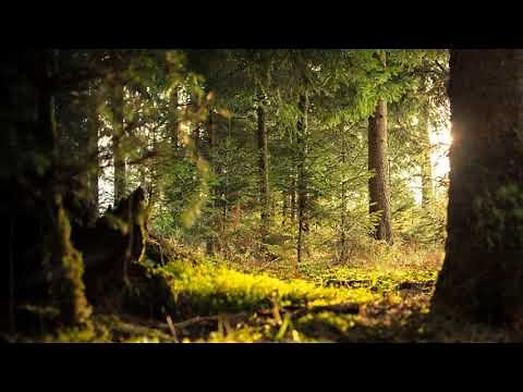 Dans Ta belle maison (chant catholique)